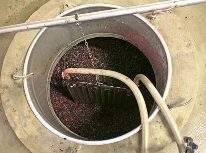 Vendemmia Cirò- Una fase di lavorazione del mosto per ottenere il vino